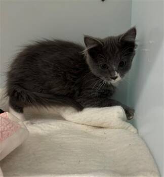 BAM BAM -  Domestic Medium Hair Cat Available for Adoption in Peoria, Illinois - BAM BAM | PetCurious