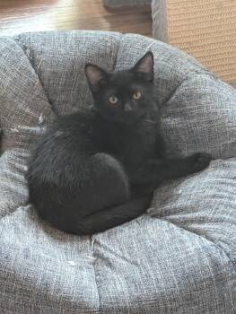Dora A218541 -  Domestic Short Hair Cat for Adoption in Plano, Texas - Dora A218541 | PetCurious