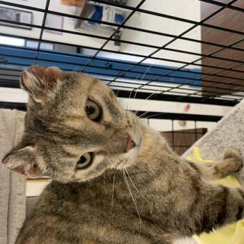 Domestic Short Hair Cats Available for Adoption in Bonnyville, Alberta - Cauliflower | PetCurious
