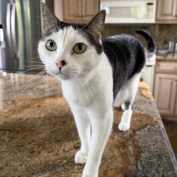 Miso -  Domestic Long Hair Cat for Adoption in Jupiter, Florida - Miso | PetCurious