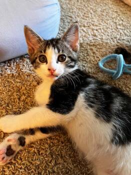 T.C -  Domestic Short Hair Cat for Adoption in Grand Rapids, Michigan - T.C | PetCurious