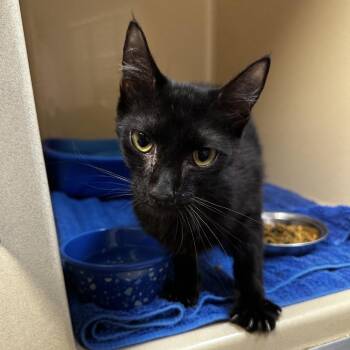 Gadget -  Domestic Short Hair Cat for Adoption in Blue Ridge, Georgia - Gadget | PetCurious
