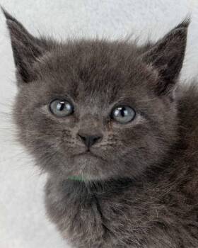 Barry -  Domestic Short Hair Cat for Adoption in Kennesaw, Georgia - Barry | PetCurious