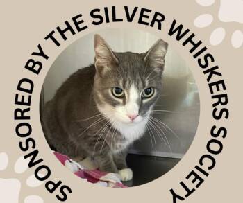 PICKLE -  Domestic Short Hair Cat for Adoption in Santa Cruz, California - PICKLE | PetCurious