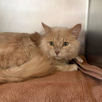 Joker -  Domestic Short Hair Cat for Adoption in Council Bluffs, Iowa - Joker | PetCurious