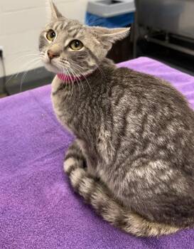 Domestic Short Hair Cats Available for Adoption in Peoria, Illinois - PEACH | PetCurious
