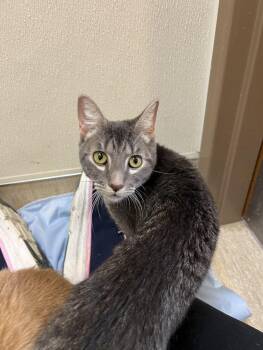 Domestic Short Hair Cats Available for Adoption in Arlington, Washington - Yukon | PetCurious