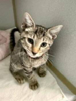 Lily -  Domestic Short Hair Cat for Adoption in Winter Haven, Florida - Lily | PetCurious