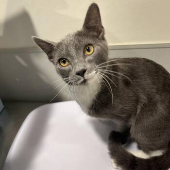 Hunter -  Domestic Short Hair Cat for Adoption in Tampa, Florida - Hunter | PetCurious