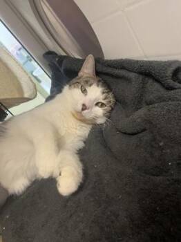 Domestic Short Hair Cats Available for Adoption in Kansas City, Missouri - Greggy | PetCurious