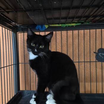 Rescue Domestic Short Hair Cats for Adoption in Yuma, Arizona - Nicky | PetCurious