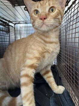 Popcorn Butter -  Domestic Short Hair Cat for Adoption in Austin, Texas - Popcorn Butter | PetCurious