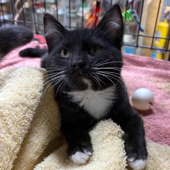 Kinsey -  Domestic Short Hair Cat for Adoption in Veneta, Oregon - Kinsey | PetCurious