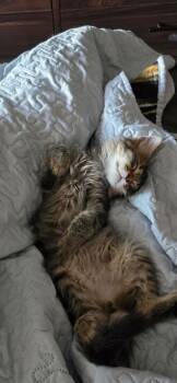 Rescue Domestic Short Hair Cats for Adoption in Minneapolis, Minnesota - Naz | PetCurious