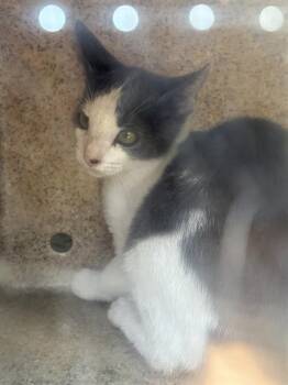 EFFEN 4 -  Domestic Short Hair Cat for Adoption in Rancho Cucamonga, California - EFFEN 4 | PetCurious