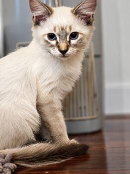 Bo -  Domestic Medium Hair Cat for Adoption in Millcreek, Utah - Bo | PetCurious