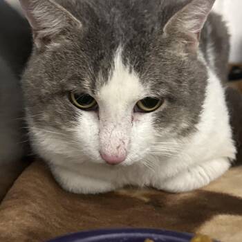 Domestic Short Hair Cats Available for Adoption in Evansville, Indiana - Hippo | PetCurious