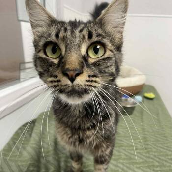 Rescue Domestic Short Hair Cats for Adoption in St. Helena, California - Maude | PetCurious