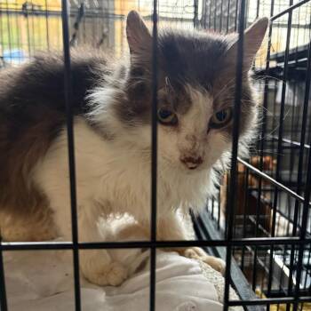 Domestic Short Hair Cats Available for Adoption in Huntington, West Virginia - Greyson | PetCurious