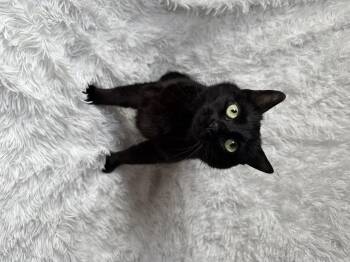 Domestic Short Hair Cats Available for Adoption in Copley, Ohio - Asha | PetCurious