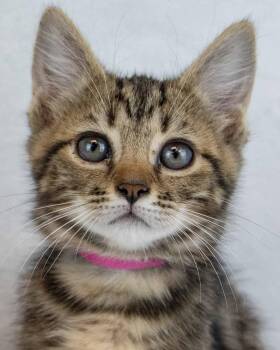 Siena -  Domestic Short Hair and Tabby Cat for Adoption in Kennesaw, Georgia - Siena | PetCurious