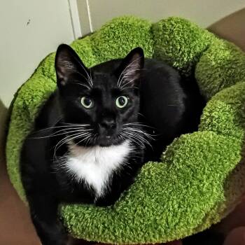 Domestic Medium Hair Cats Available for Adoption in Marion, North Carolina - Nyx | PetCurious