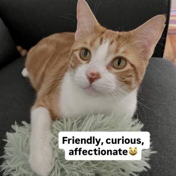 Domestic Short Hair Cats Available for Adoption - Elvis | PetCurious