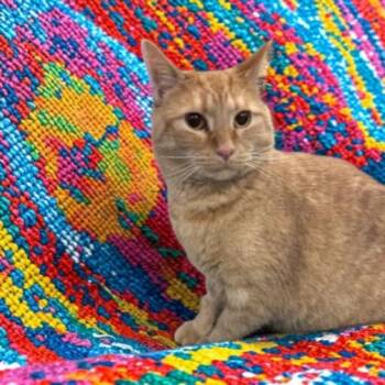 Domestic Short Hair Cats Available for Adoption - DASHER | PetCurious