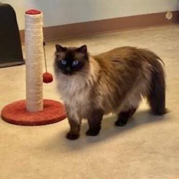Couture -  Domestic Long Hair Cat for Adoption in Park City, Utah - Couture | PetCurious