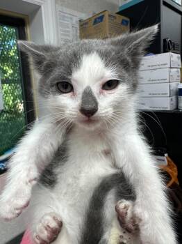 Raindrop -  Domestic Short Hair Cat for Adoption in Pomona, New York - Raindrop | PetCurious