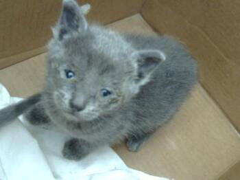 Rescue Domestic Short Hair Cats for Adoption in Dallas, Texas - DELL | PetCurious