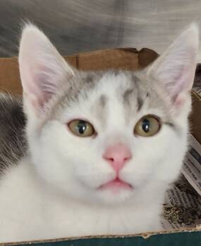 Rescue Domestic Short Hair Cats for Adoption in Cincinnati, Ohio - Jack Skellington | PetCurious