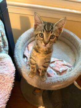 August -  Domestic Short Hair Cat for Adoption in Fairfax, Virginia - August | PetCurious