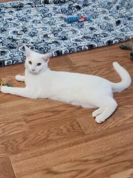 Yukoi -  Domestic Short Hair and Siamese Cat for Adoption in Morgan Hill, California - Yukoi | PetCurious