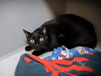 NEO -  Domestic Short Hair Cat for Adoption in Omaha, Nebraska - NEO | PetCurious