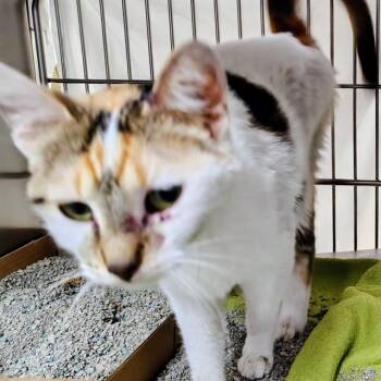 WHISK -  Domestic Short Hair Cat for Adoption in St. Louis, Missouri - WHISK | PetCurious