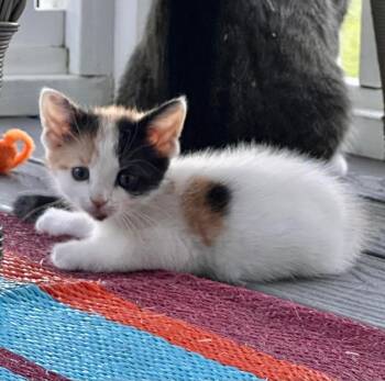Bebe -  Domestic Short Hair and Calico Cat for Adoption in Emerald Isle, North Carolina - Bebe | PetCurious