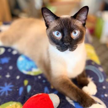 Monroe -  Siamese Cat for Adoption in Green Bay, Wisconsin - Monroe | PetCurious