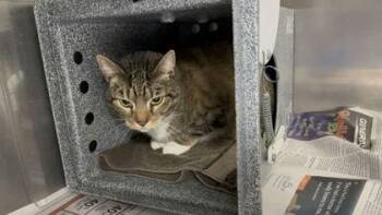 Gizzie -  Domestic Short Hair Cat for Adoption in Daytona Beach, Florida - Gizzie | PetCurious