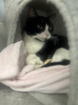 Piper -  Domestic Short Hair Cat for Adoption in Colonial Heights, Virginia - Piper | PetCurious