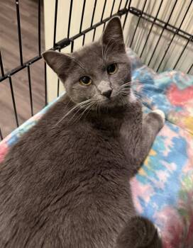 Domestic Short Hair Cats Available for Adoption in St. Peters, Missouri - Harry | PetCurious