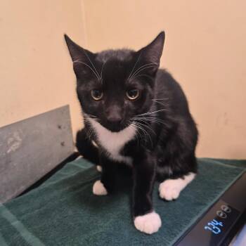 Bowie -  Domestic Short Hair Cat for Adoption in Pasadena, California - Bowie | PetCurious