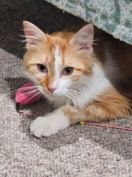Holden -  Domestic Long Hair Cat for Adoption in Manchester, Tennessee - Holden | PetCurious