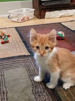 Rescue Domestic Short Hair Cats for Adoption in Denver, Colorado - Marvel | PetCurious