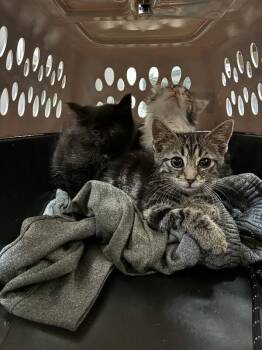 Toronto Blue Jays -  Domestic Short Hair Cat for Adoption in Cincinnati, Ohio - Toronto Blue Jays | PetCurious