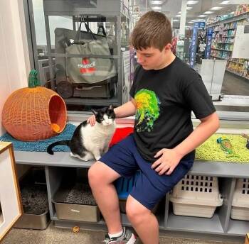 Lainie -  Domestic Short Hair Cat for Adoption in North Babylon, New York - Lainie | PetCurious