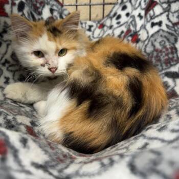 Gracie -  Domestic Long Hair Cat for Adoption in Kittanning, Pennsylvania - Gracie | PetCurious