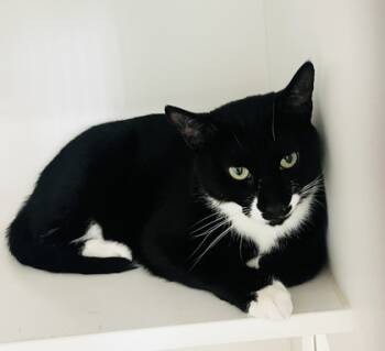 Rescue Domestic Short Hair Cats for Adoption in Savannah, Georgia - Apollo | PetCurious