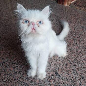 Atlas -  Himalayan and Exotic Shorthair Cat for Adoption in Brampton, Ontario - Atlas | PetCurious