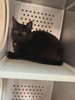 Domestic Short Hair Cats Available for Adoption - Zima | PetCurious